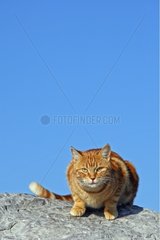 Domestic cat on rock Côte d'Azur France