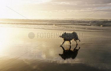 Dog bringing back an object while running on the beach