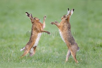 Brown Hares boxing at spring - GB