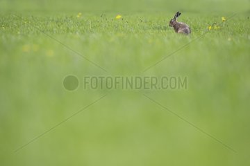 Brown Hare in a meadow at spring - GB