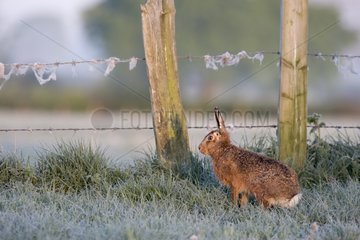 Brown Hare in a frosty meadow at spring - GB