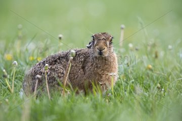 Brown Hare in a meadow at spring - GB