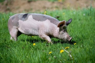 Pig on grass - Farm Pampilles Alsace France