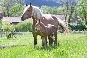Mare and foal - Farm Pampilles Alsace France
