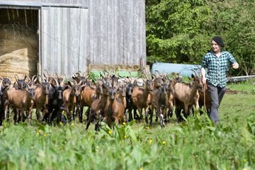 Woman conducting Goats - Farm Pampilles France