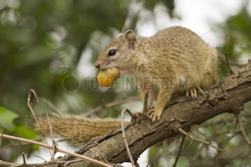 Smith's Bush Squirrel eating a fruit on a branch - Kruger