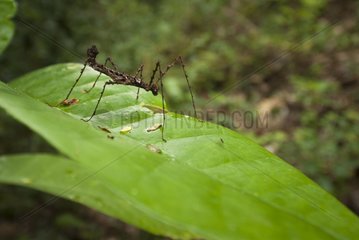 Stick insect stick on a leaf - New Caledonia