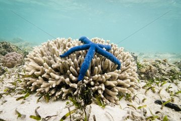 Blue Linckia Sea Star - Yambé-Diahoué New Caledonia