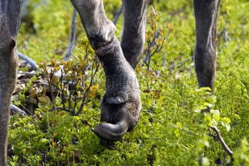 Female moose with a leg deformed by desease Canada