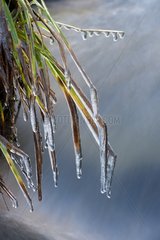Ice on grass in the Auvergne Volcanoes RNP France