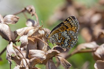 Knapweed fritillary on dry grass by end of summer