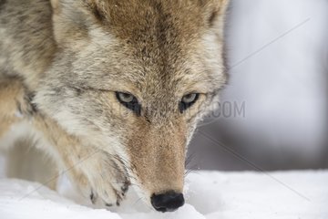 Coyote traking a prey in the snow - Yellowstone USA