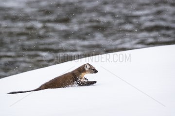 American marten moving in the snow - Yellowstone USA