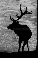Silhouette of male Wapiti on the bank - Jasper Canada