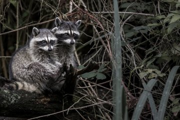 Raccoons on a bank - British Columbia Canada