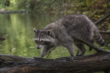 Raccoon walking on a trunk - British Columbia Canada