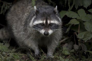 Raccoon undergrowth - British Columbia Canada
