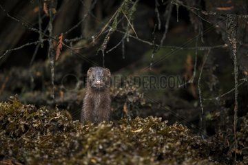 Mink undergrowth - British Columbia Canada