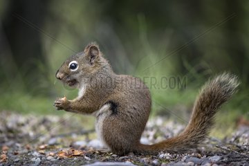 American Red Squirrel eating on ground - Katmai Alaska USA