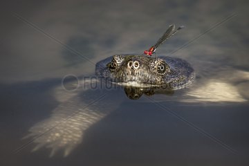 Helmeted turtle on water - Kruger South Africa