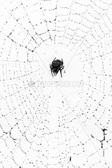 Spider in its web - Sabi Sand South Africa