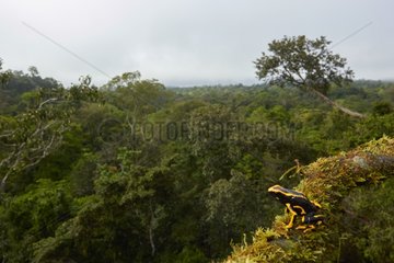 Dyeing dart frog and canopy - French Guiana