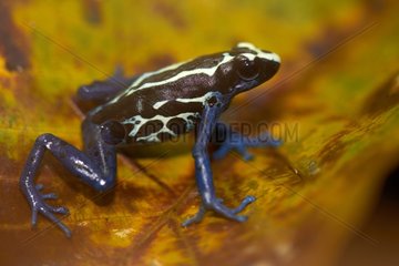 Dyeing dart frog on leaf in forest - French Guiana