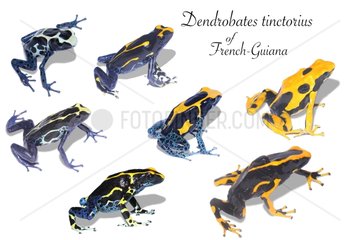 Different forms of Dyeing dart frog on white background
