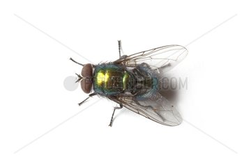 Green Fly on white background
