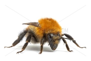 Brown Bumblebee on white background