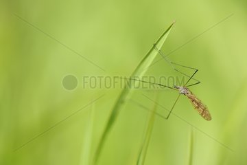 Cabbage crane fly on a blade of grass France