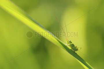 Green grasshopper on a blade of grass Normandy France