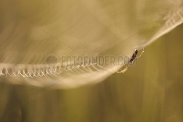 Spider in a web at dawn Normandy France