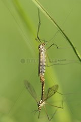 Mating crane flies of the cabbage Normandy France