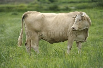 Charolais in the marshes of the Dives Normandy France