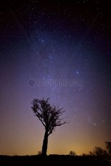Orion and Perseus double cluster at the top of a tree