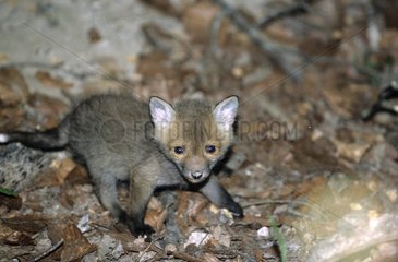Junger Fuchs entwickelt sich in der Nähe seines Hangs Frankreich