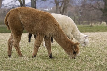 Alpaca grazing Cotswolds UK
