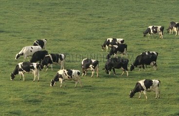 Vaches de race Prim'Holstein broutant dans un pré France