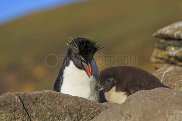Rockhopper Penguin and chick on rocks - Falkland Islands