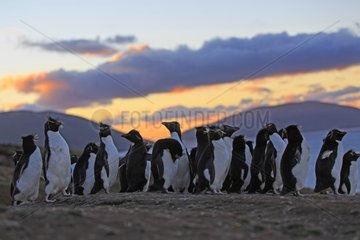 Rockhopper penguins resting after fishing - Falkland Islands