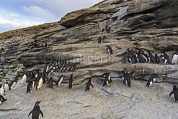 Rockhopper penguins climbing a cliff - Falkland Islands