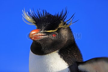 Portrait of Rockhopper Penguin - Falkland Islands
