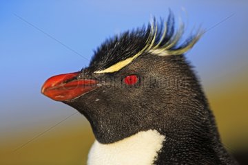 Portrait of Rockhopper Penguin - Falkland Islands