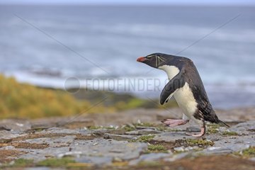 Rockhopper penguin walking on shore - Falkland Islands