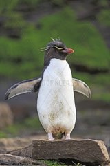 Rockhopper penguin on rock - Falkland Islands