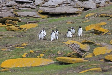 Rockhopper penguins walking on the shore - Falkland Islands