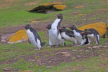 Rockhopper penguins walking on the shore - Falkland Islands
