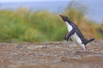Rockhopper penguin jumping on ground - Falkland Islands