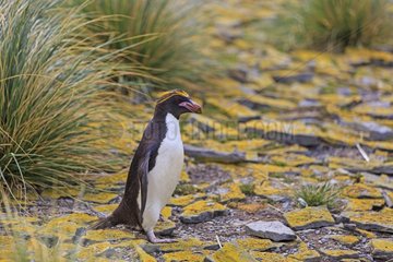 Rockhopper penguin walking on rocks - Falkland Islands